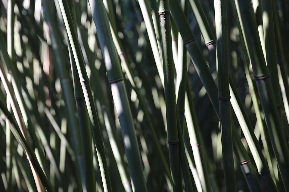 Labirinto della Masone (Fontanellato)