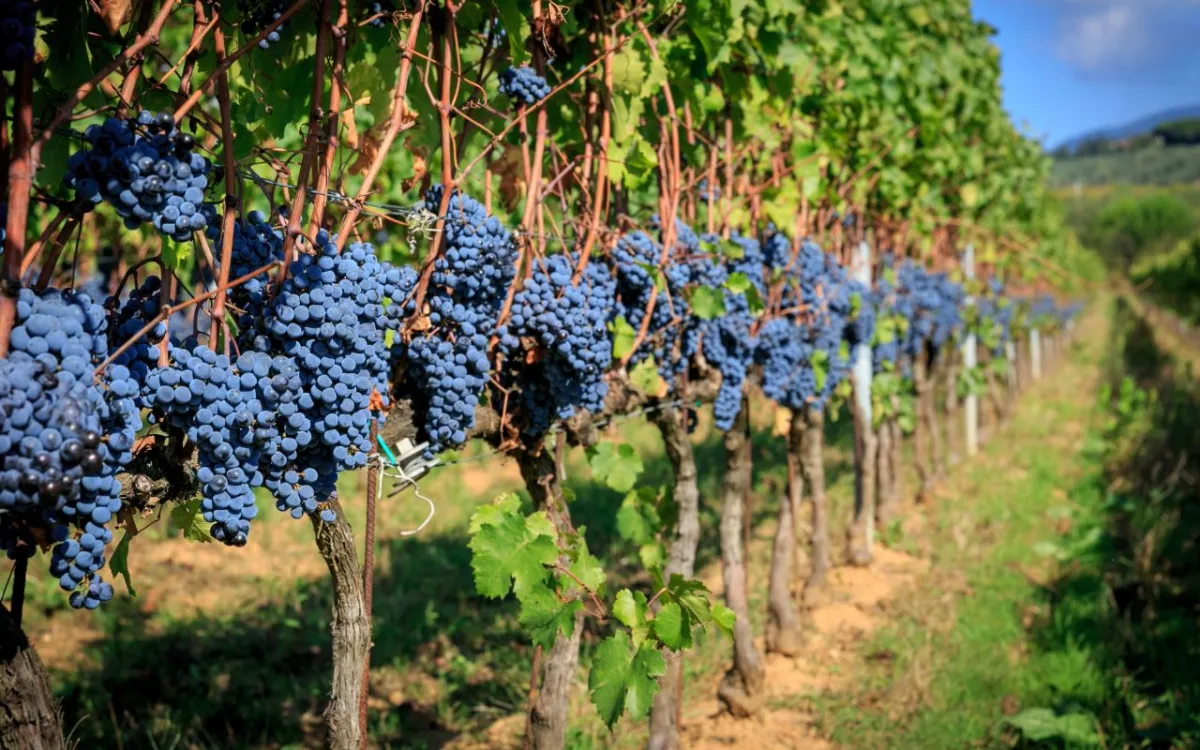 Vendemmia: grappoli di uva rossa pronti per la raccolta