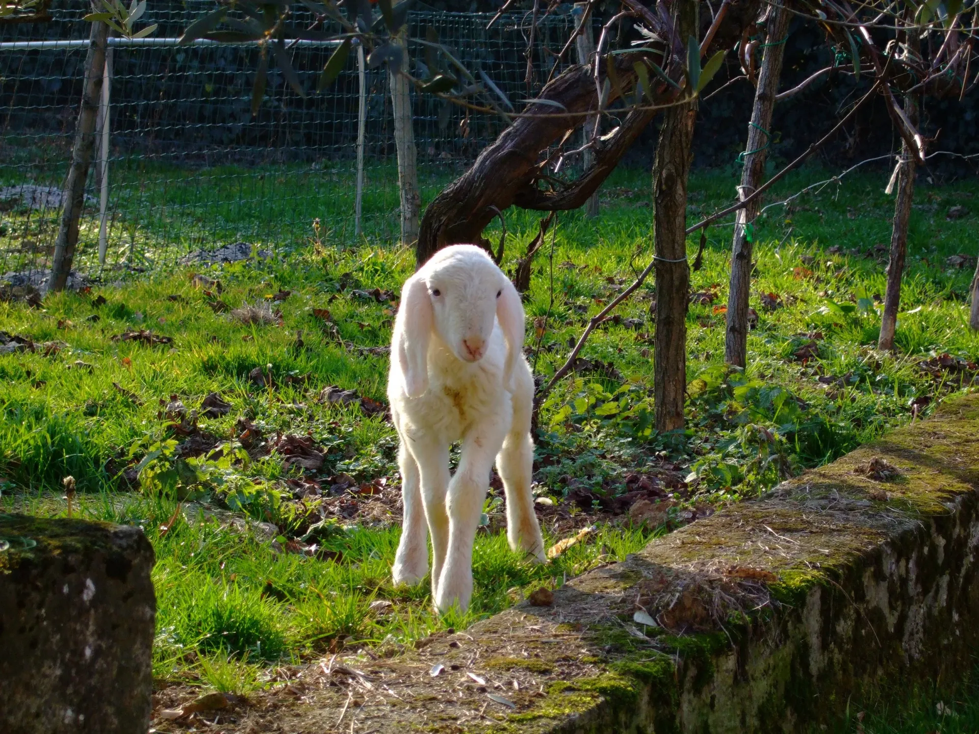Agnello al Podere