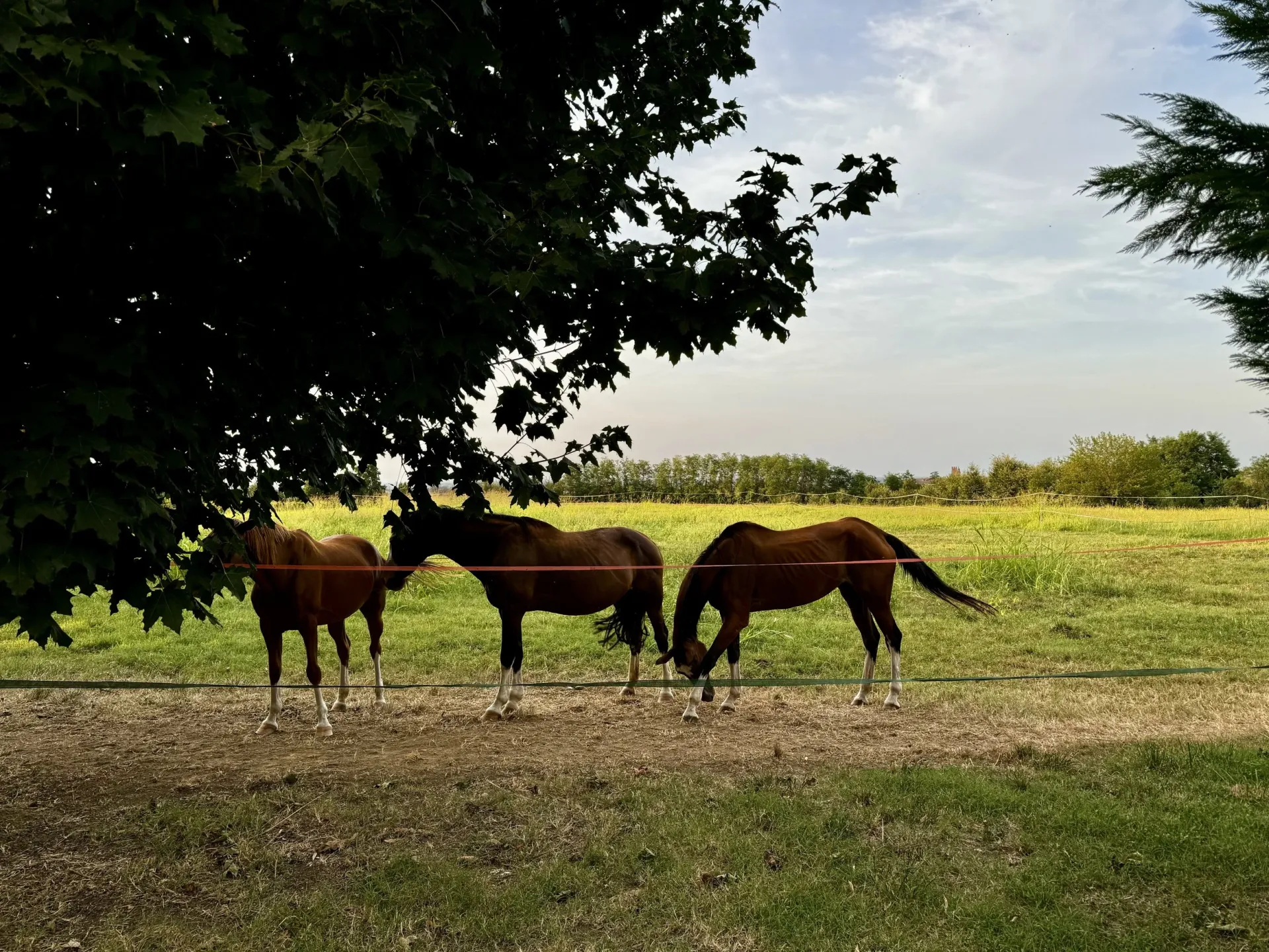 Fieno e cavalli al pascolo