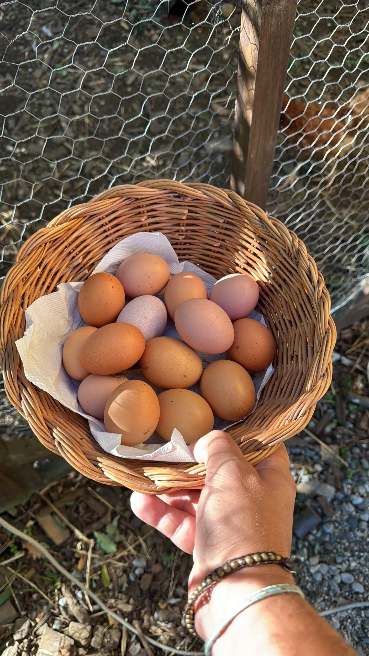 Cesto di uova fresche