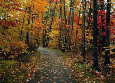 Il parco in autunno: i colori del foliage tra i castagni