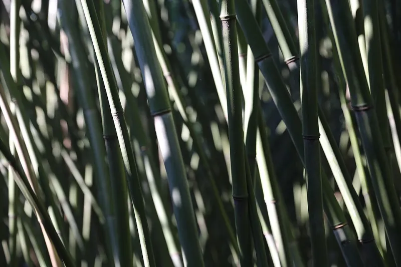 Labirinto della Masone (Fontanellato)