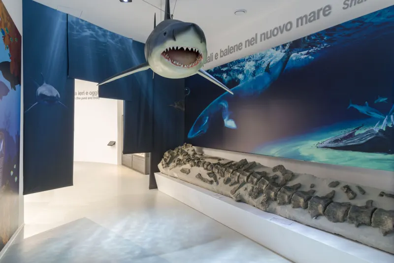 MuMAB – Museo Mare Antico e Biodiversità